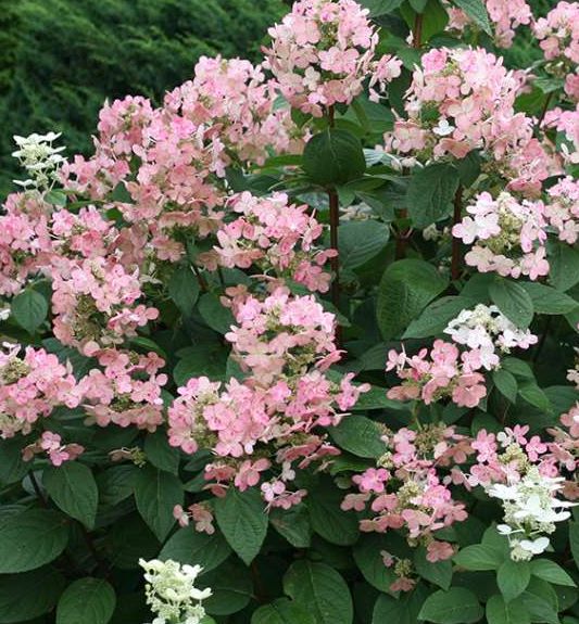 Quick Fire® Hydrangea Standard Natorp's Online Plant Store